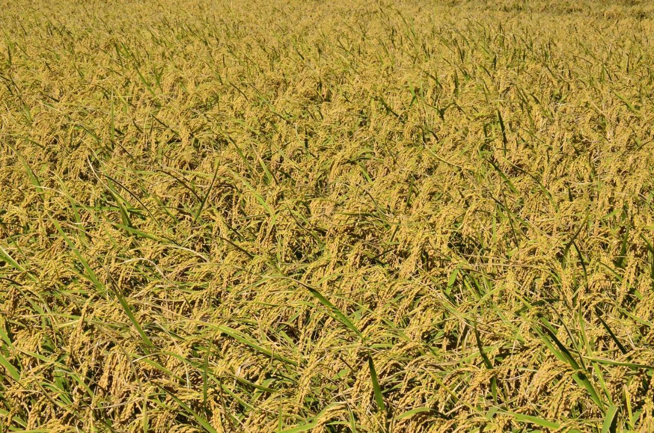 八畝田 Bamutian Farmland 8 Mu Apartamento Yuli Exterior foto